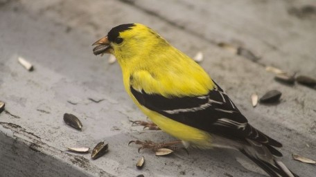 Goldfinch with seeds (2)